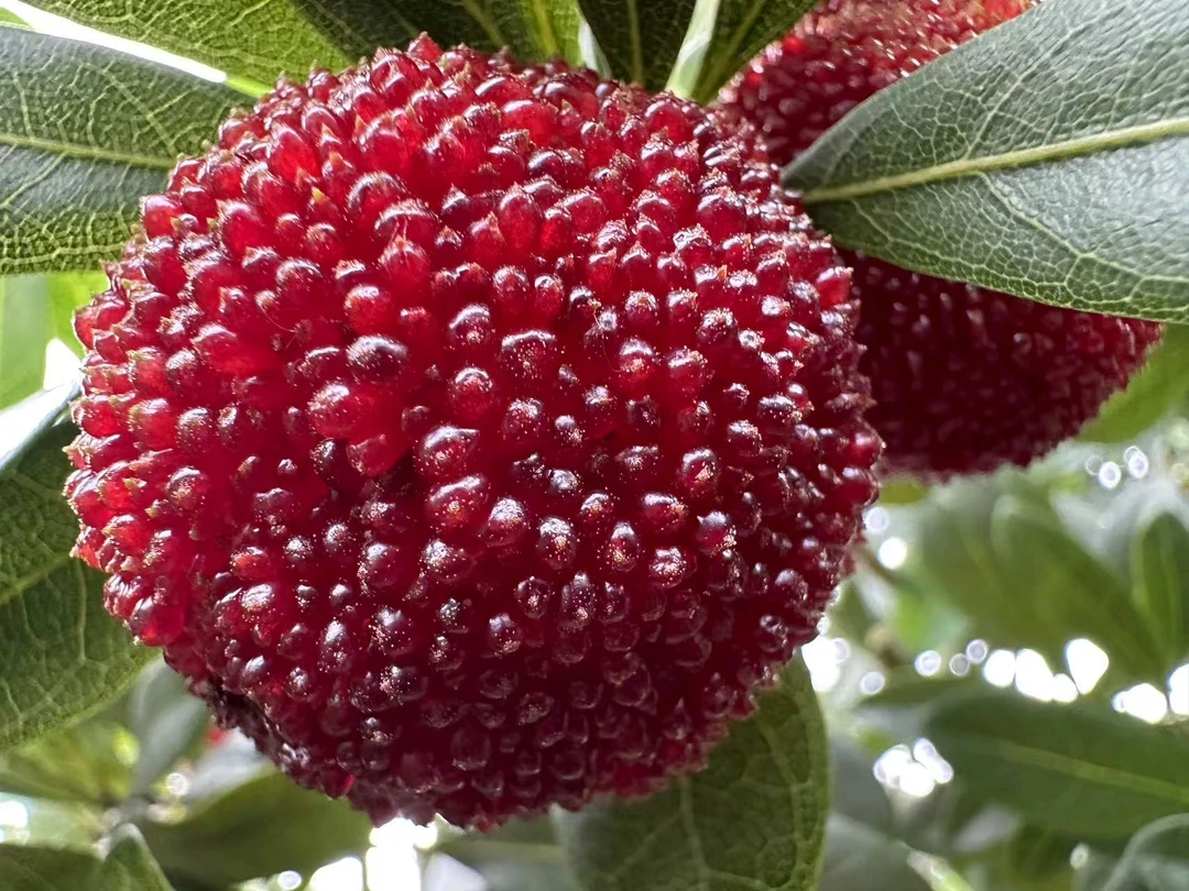 东魁冷链仙居杨梅新鲜采摘产地发货农产品直接食用酸酸甜甜冷藏