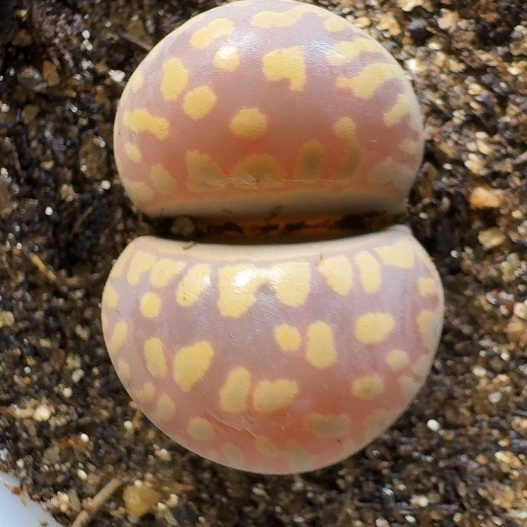 生石花23:：：。  80