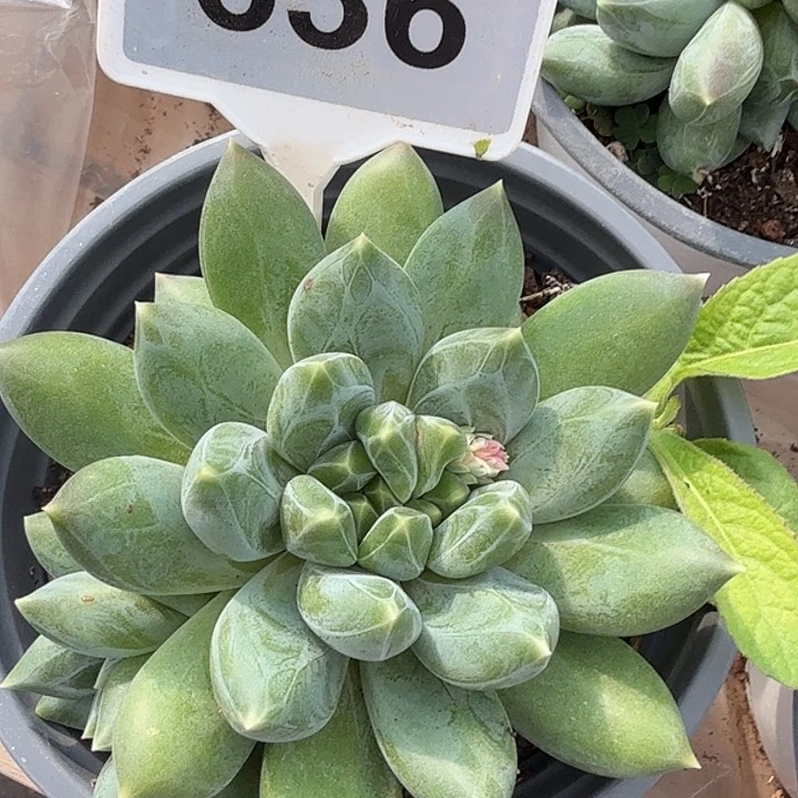 重楼一物一拍636’