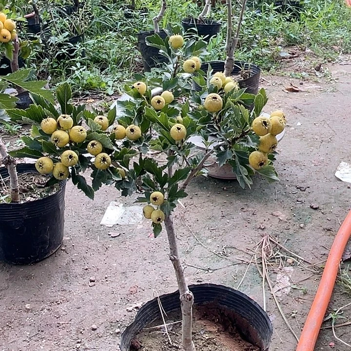 盆栽山楂，一物一拍，不包果子