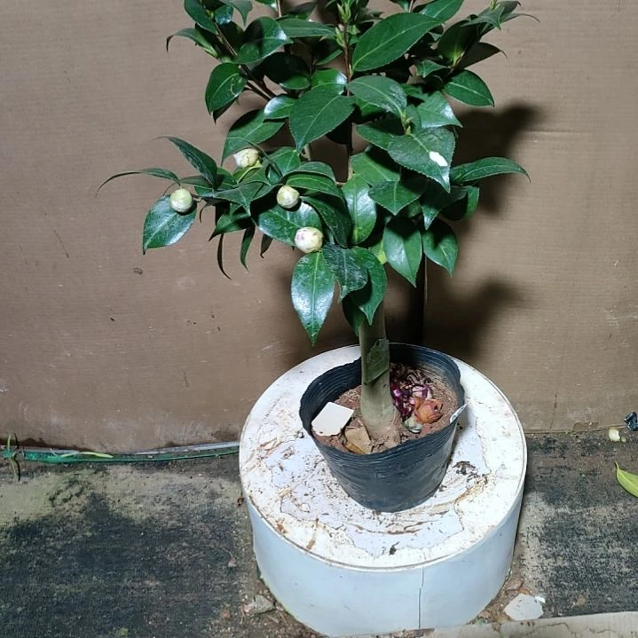 832花木兰，原盆原土发货，不包邮