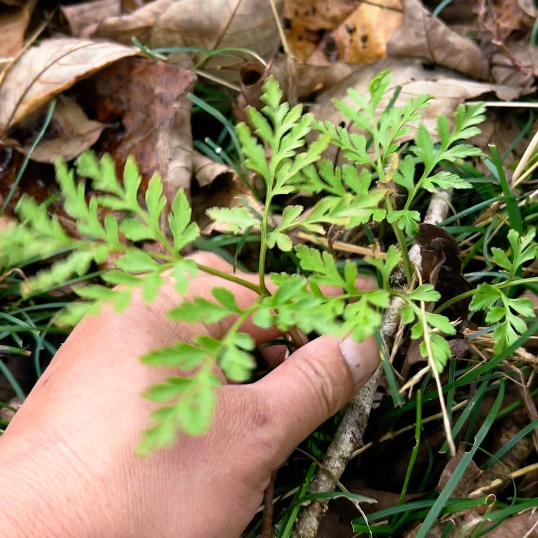 云南山野阴地蕨农家野生新鲜一朵云小春花蛇不见独脚金鸡蒿草药