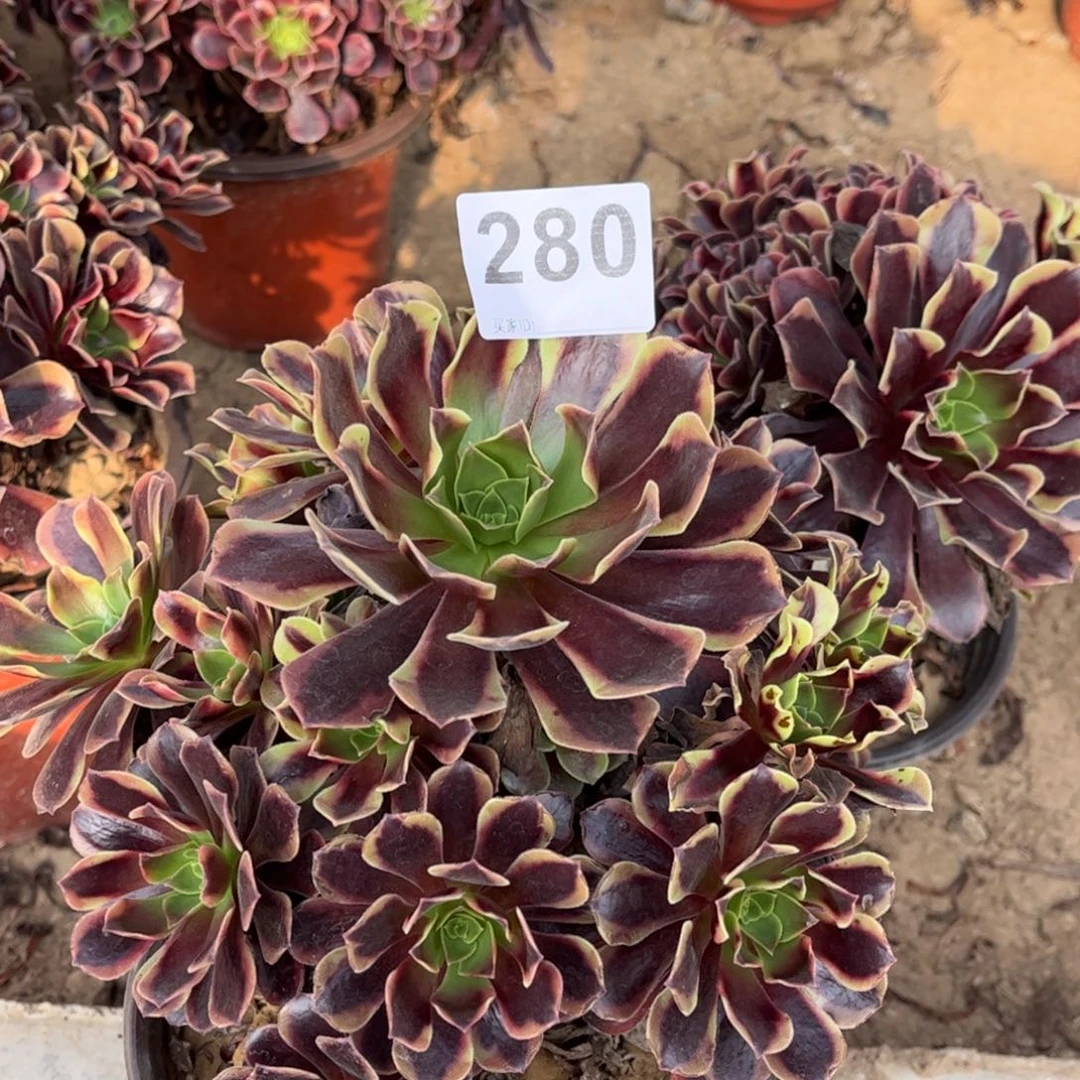 @***梦欧嘉莉280不包断枝