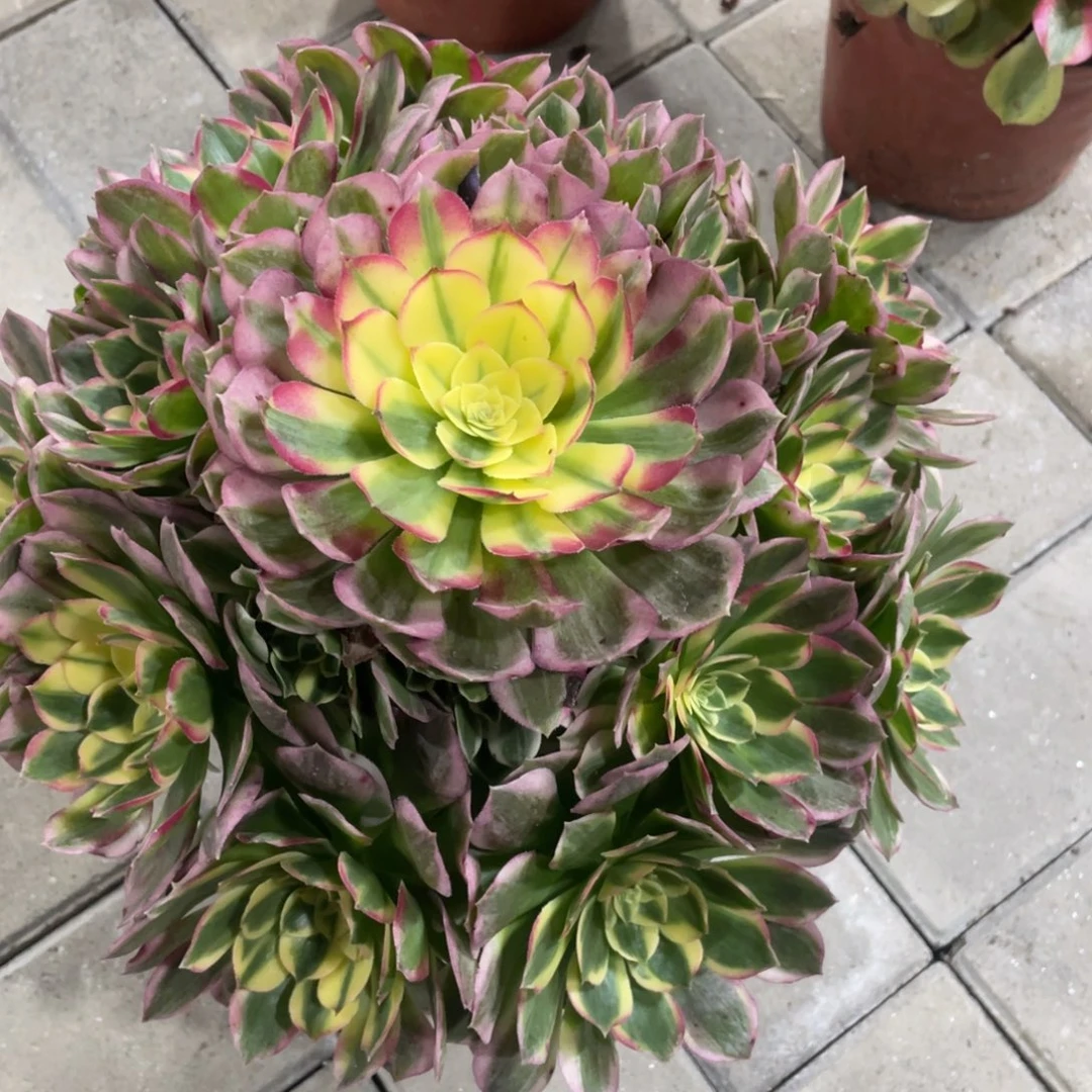 法师大叔家精品大师