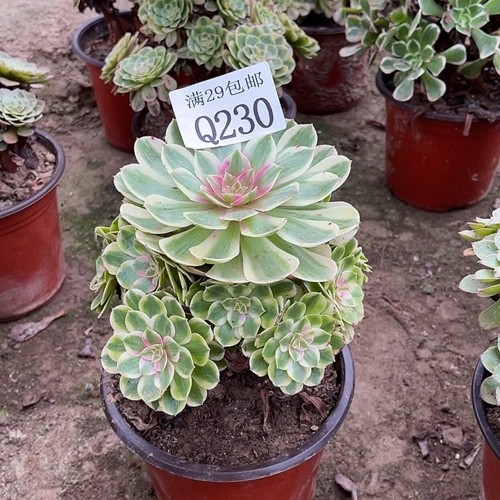 230半糖荔枝多肉植物