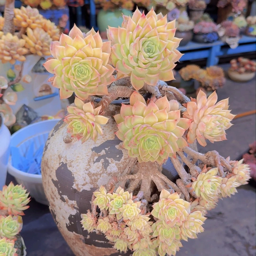 ?*然多肉植物的生长发育