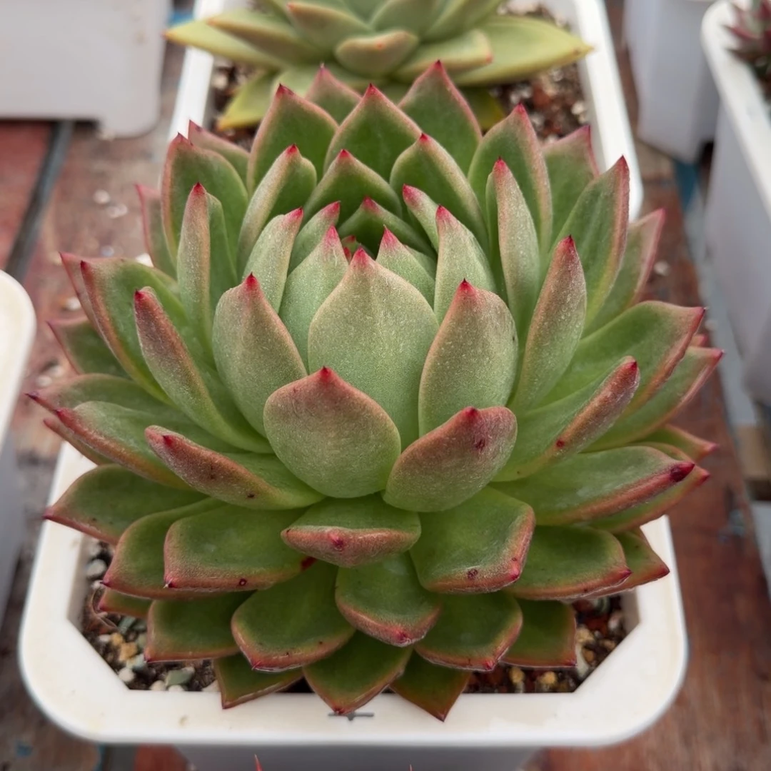 多肉植物一物一拍（18号）