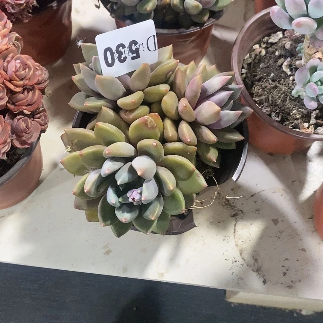 L*y530象牙多肉植物