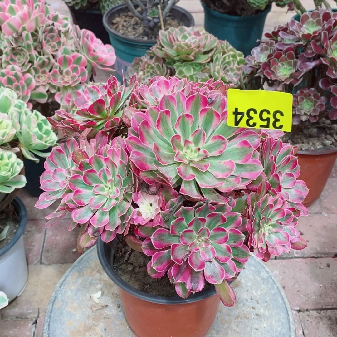 红同白多肉植物3534