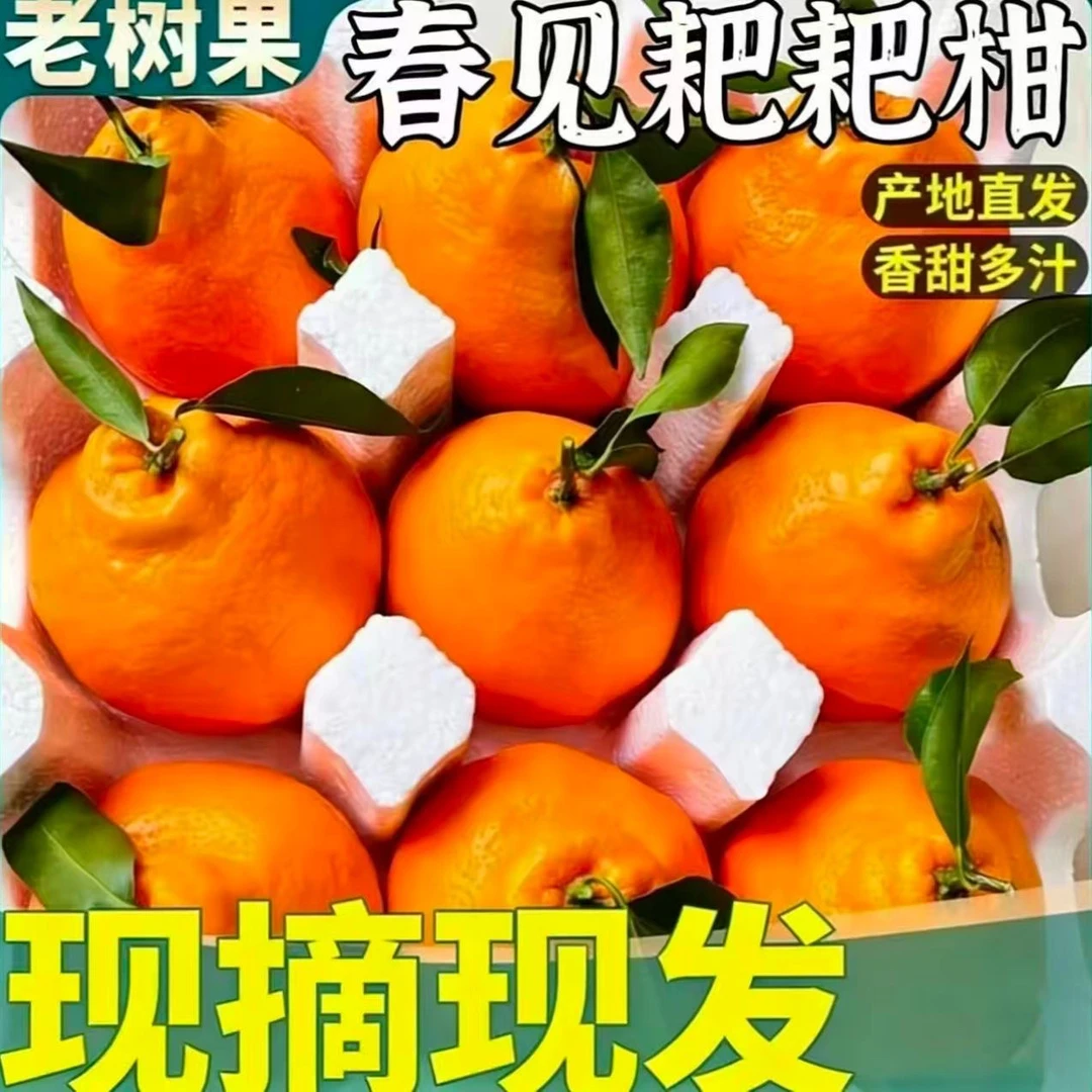 春见耙耙柑【老树果更甜】四川眉山新鲜细嫩多汁孕妇适用维C水果