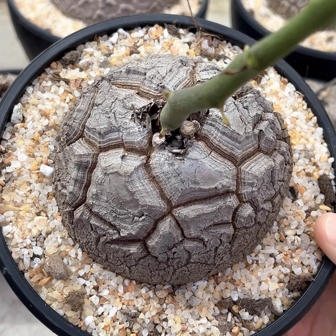 潮流植物南非龟，大甲1008