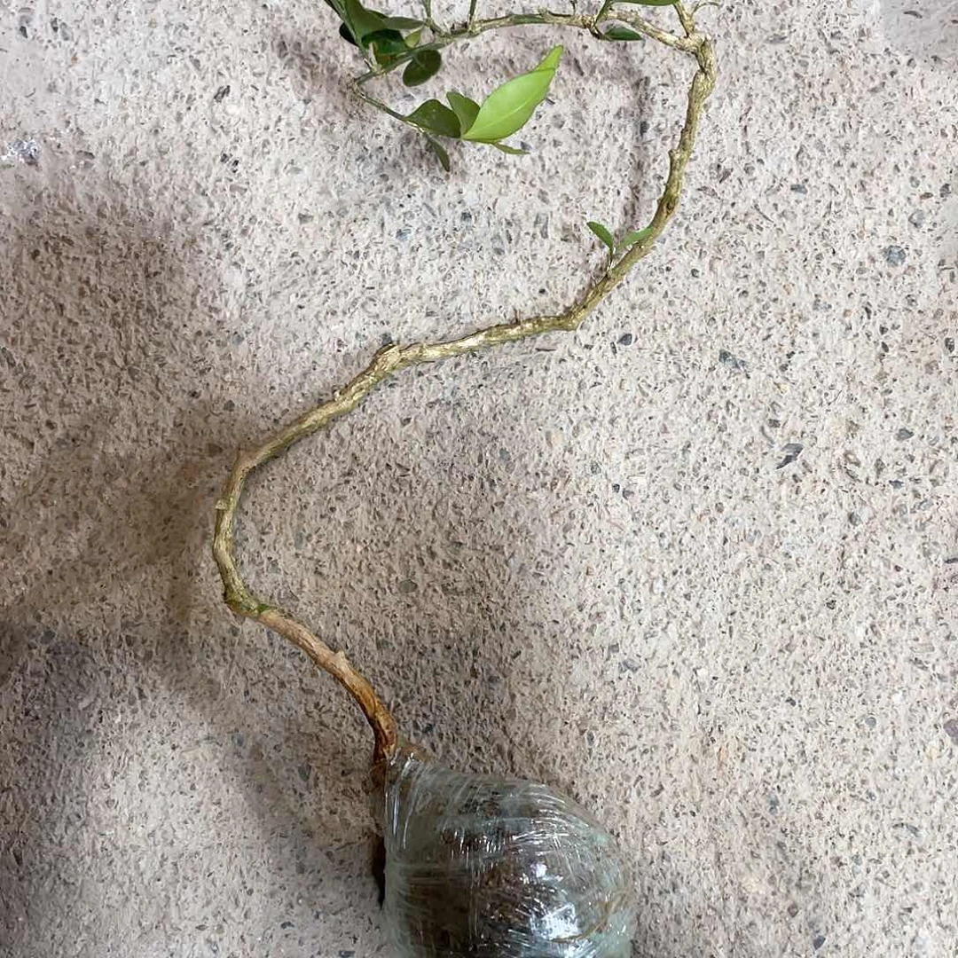 红陶暴*一起为梦想而加油啊我们要