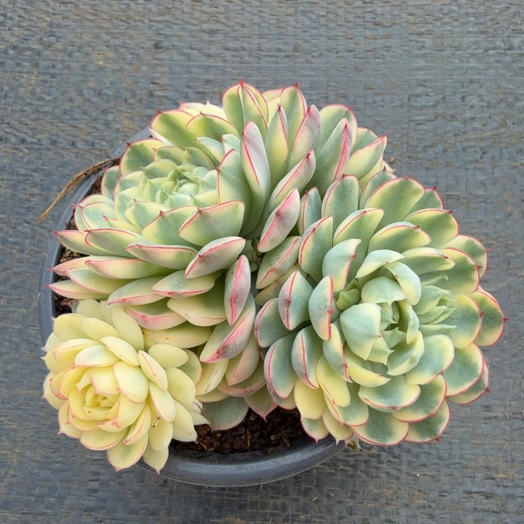 梦幻玫瑰锦锦上园艺一物一拍