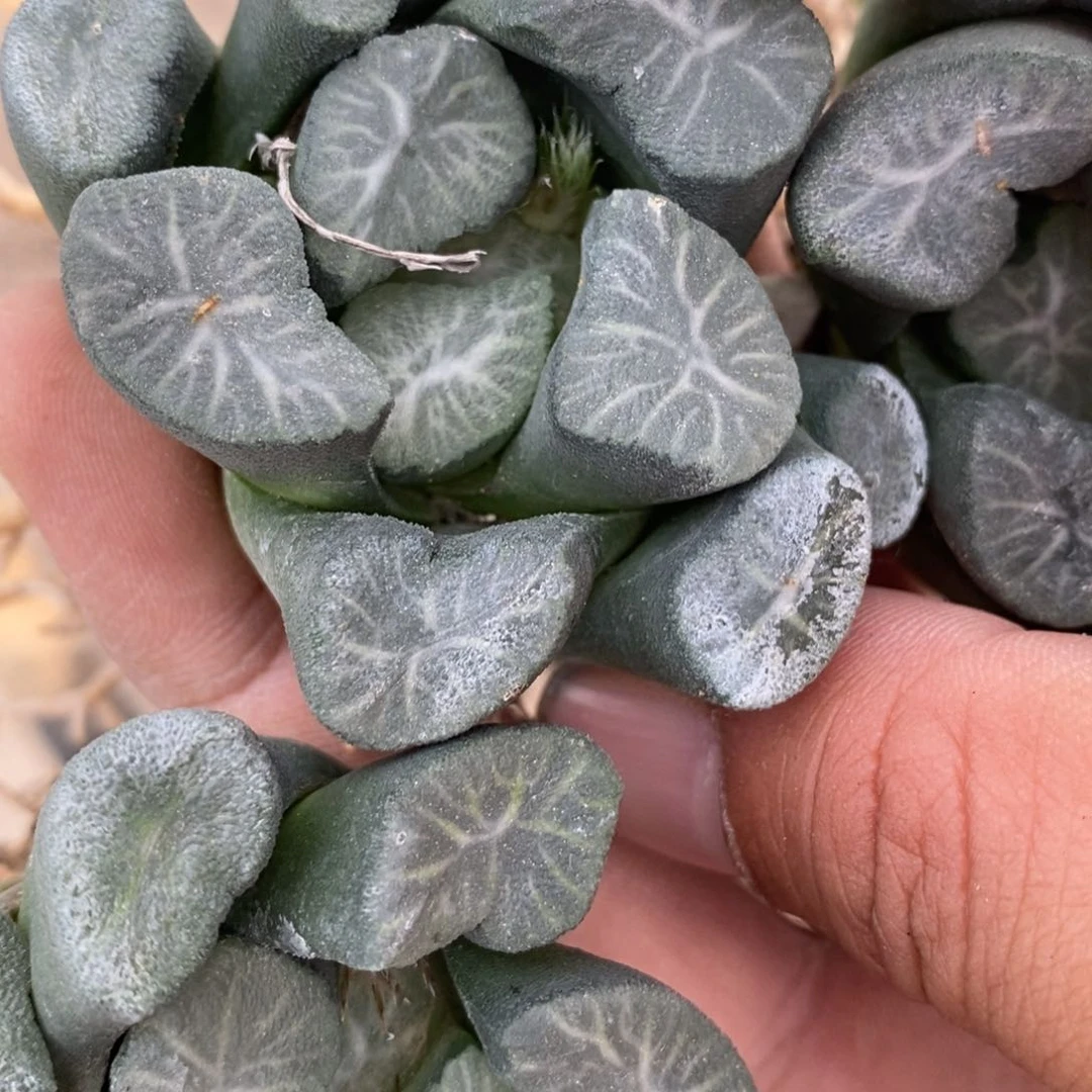 404 一颗万象。 超级福利