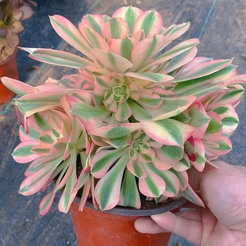 806粉女巫多肉植物