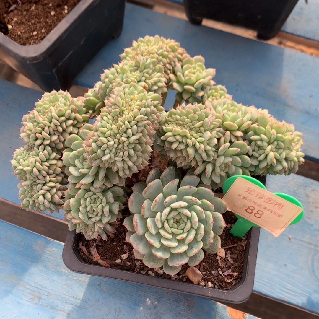 白胖子树缀一物一拍88