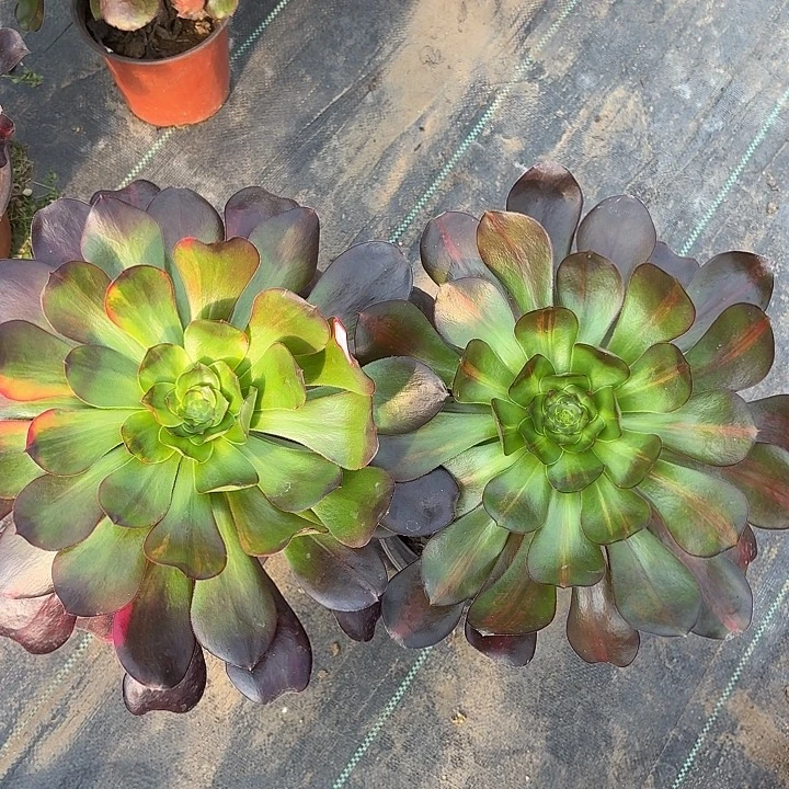 组合巫毒七彩107多肉植物