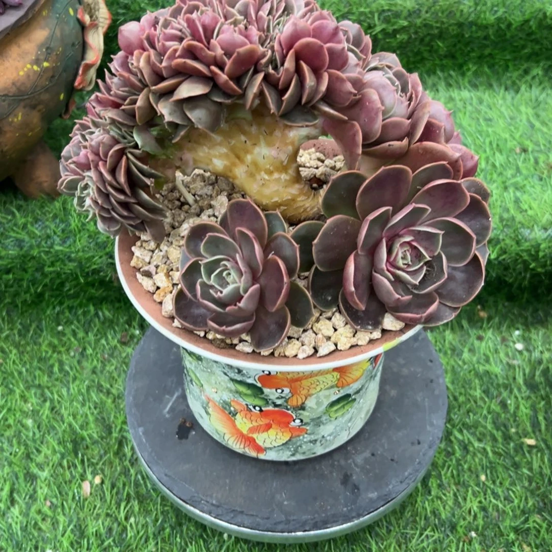 红灯缀化，一物一拍