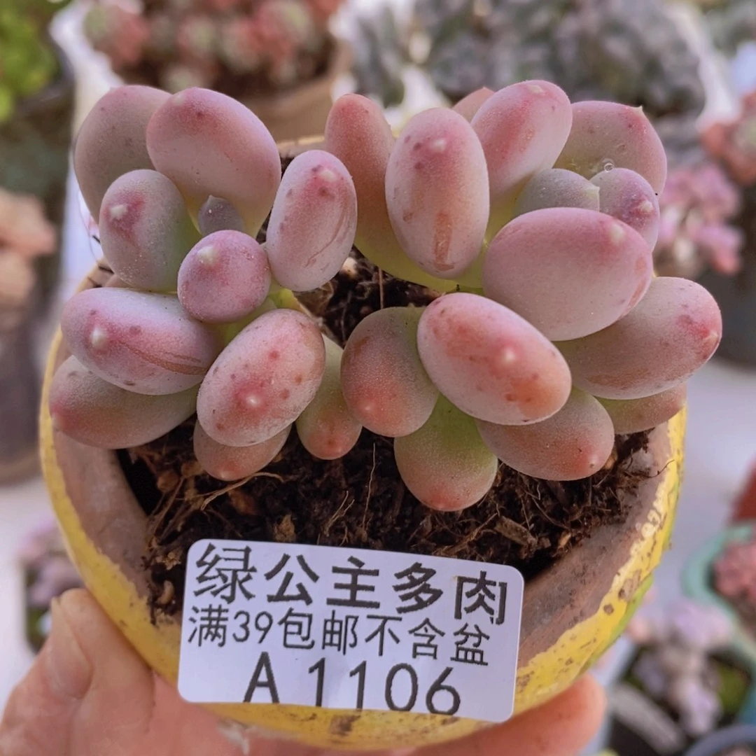 稻田姬7cm1106多肉植物