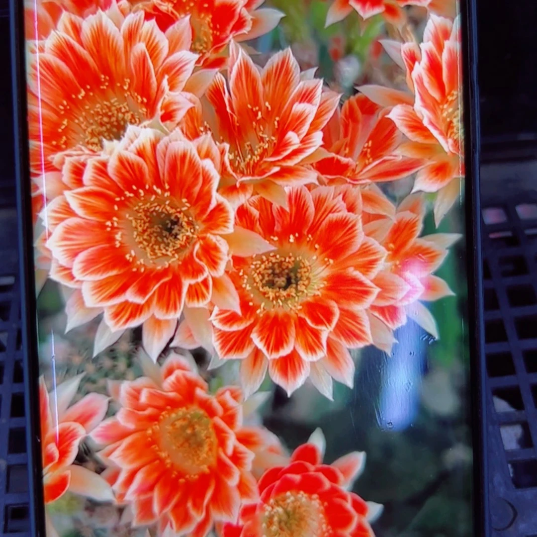 下63丽花貂蝉歪无根侧芽2一3公分左右20包邮