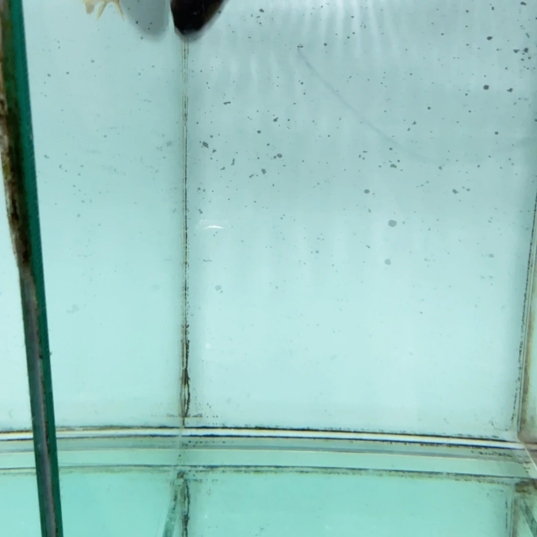 自***雨海水轮多费恩1048。