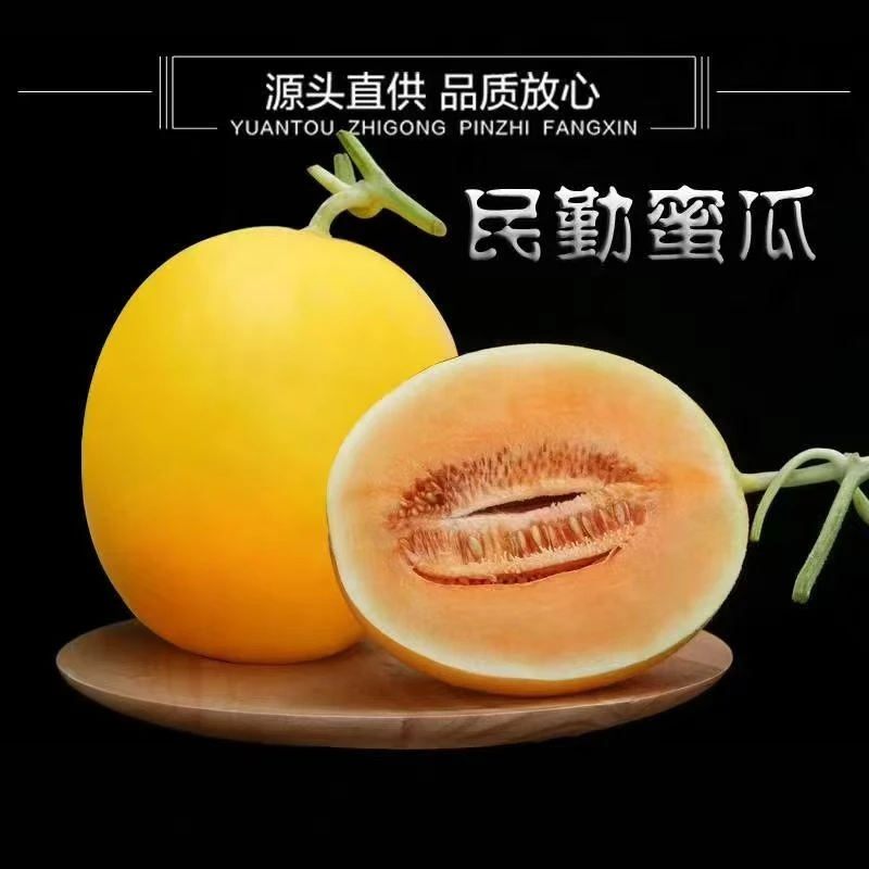 甘肃民勤蜜瓜沙地沙漠金新鲜采摘软糯香甜产地直发