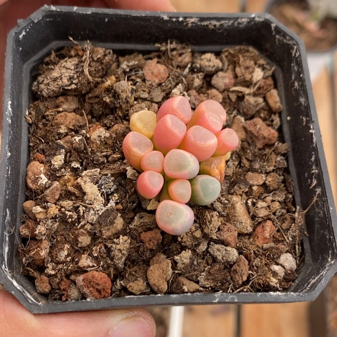 五十铃玉多肉植物8839