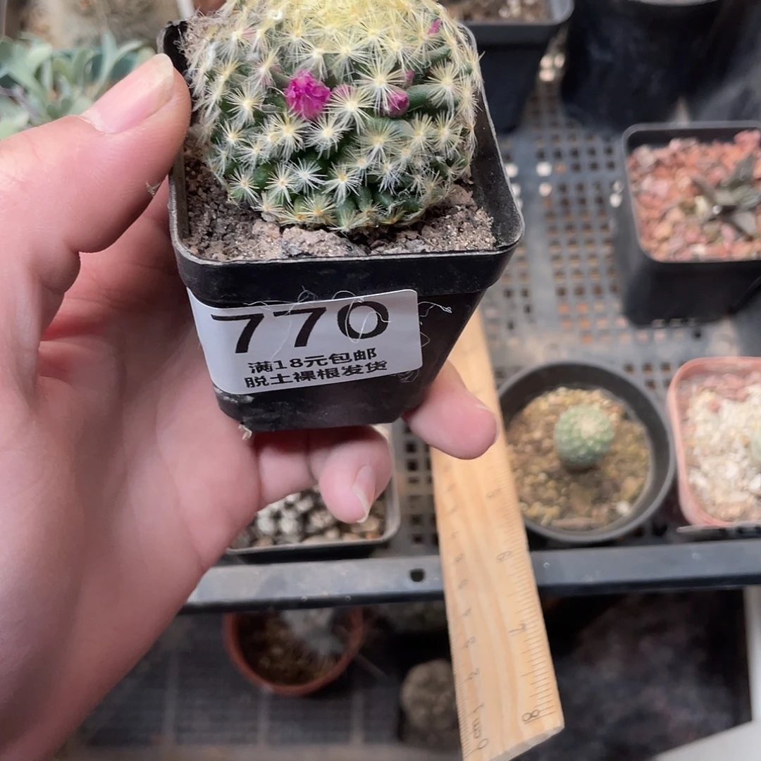 明星（3元一颗5元两颗）