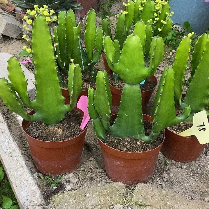 三角大戟一物一拍