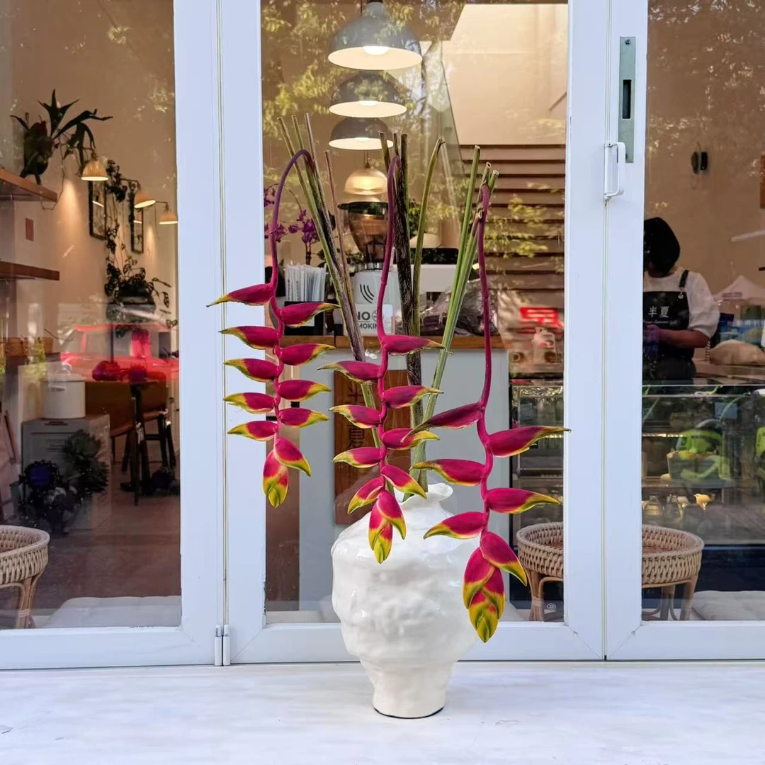 【我种花】金边吊鸟红色高端稀有热植小众鲜切花水养鲜花束云南直发