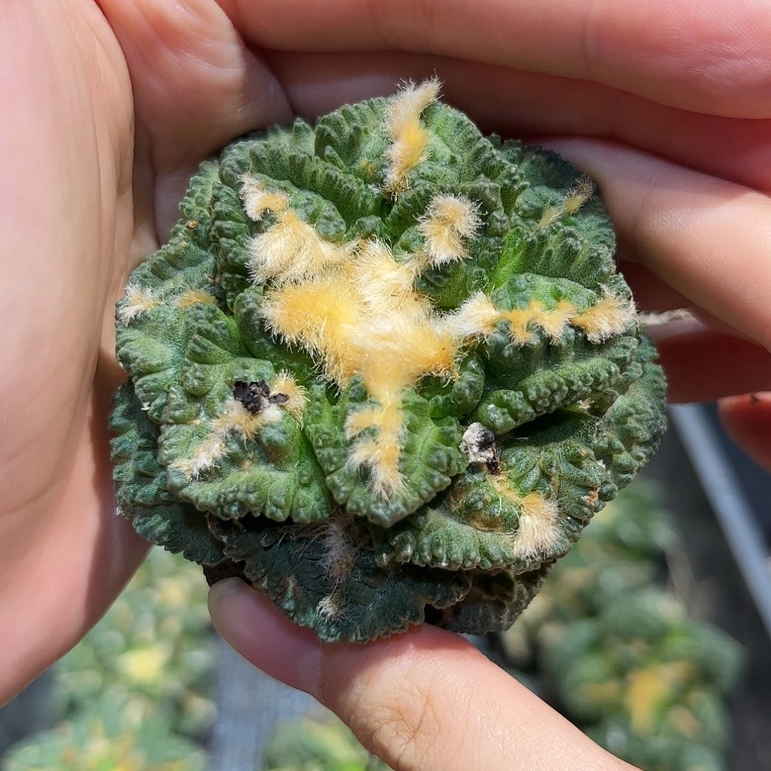 6cm自根萝卜根好好龟甲牡丹