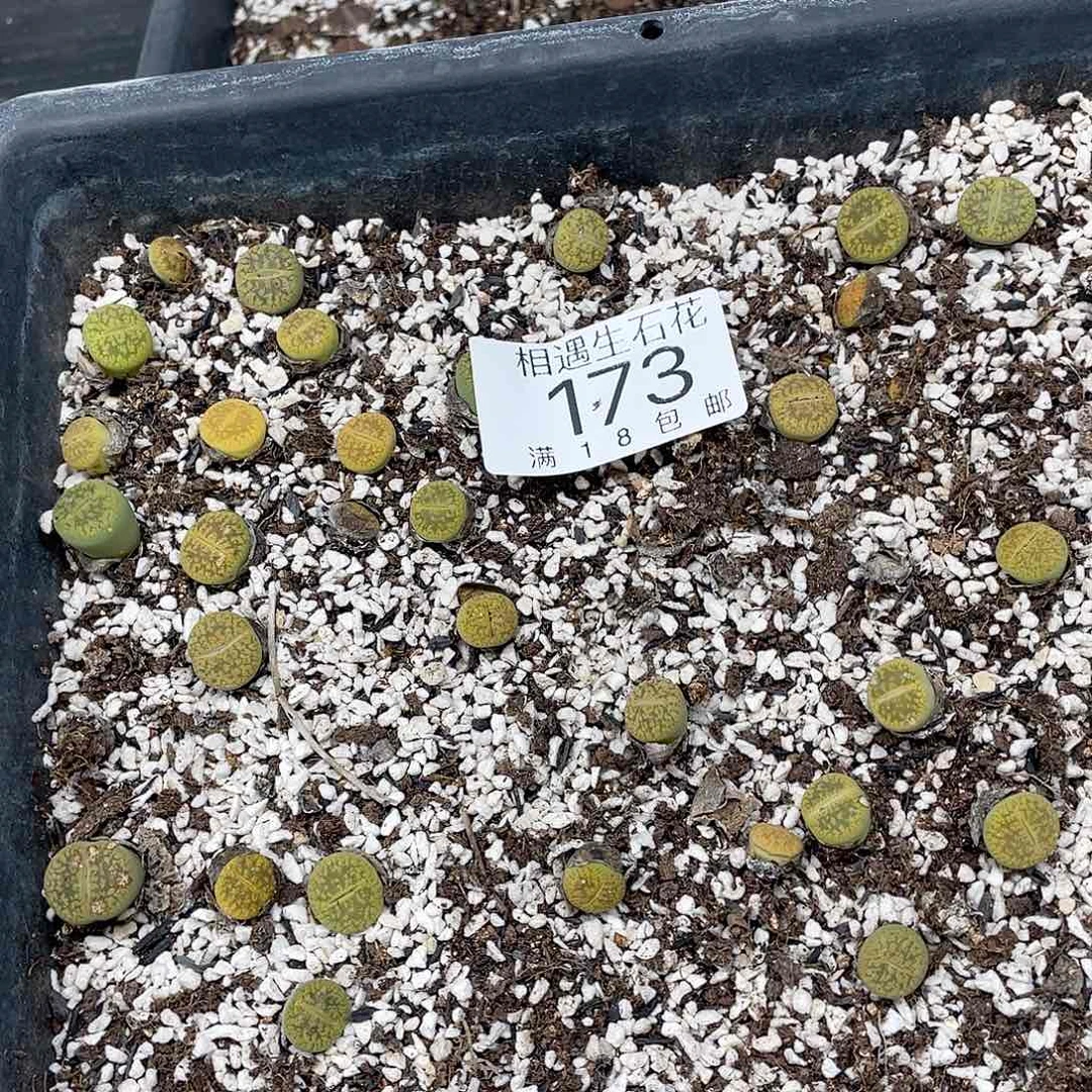 黄日轮清筐脱土173干疤