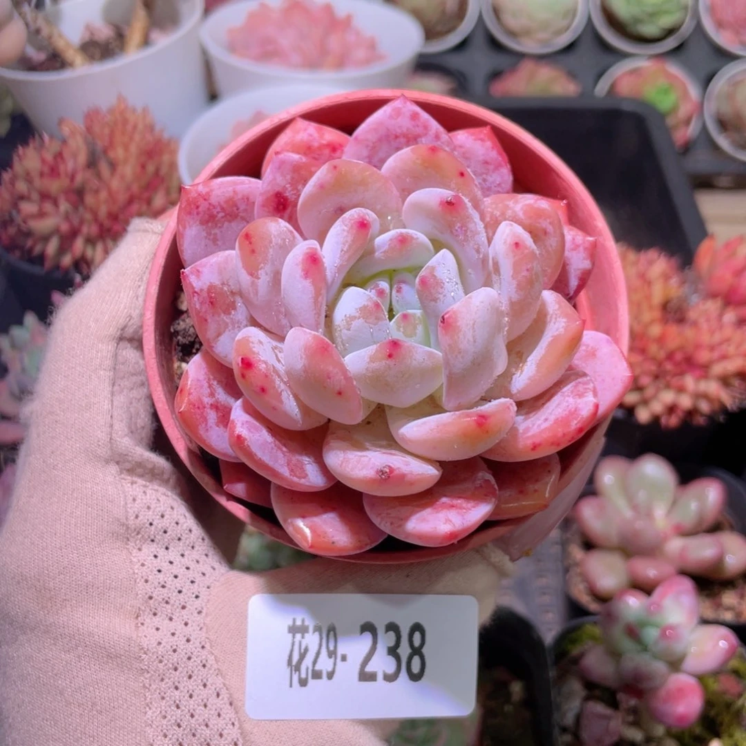 花利美29-238橙梦露