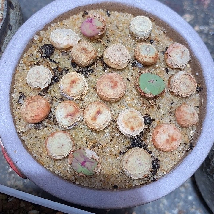 1380小红嘴两颗一组。