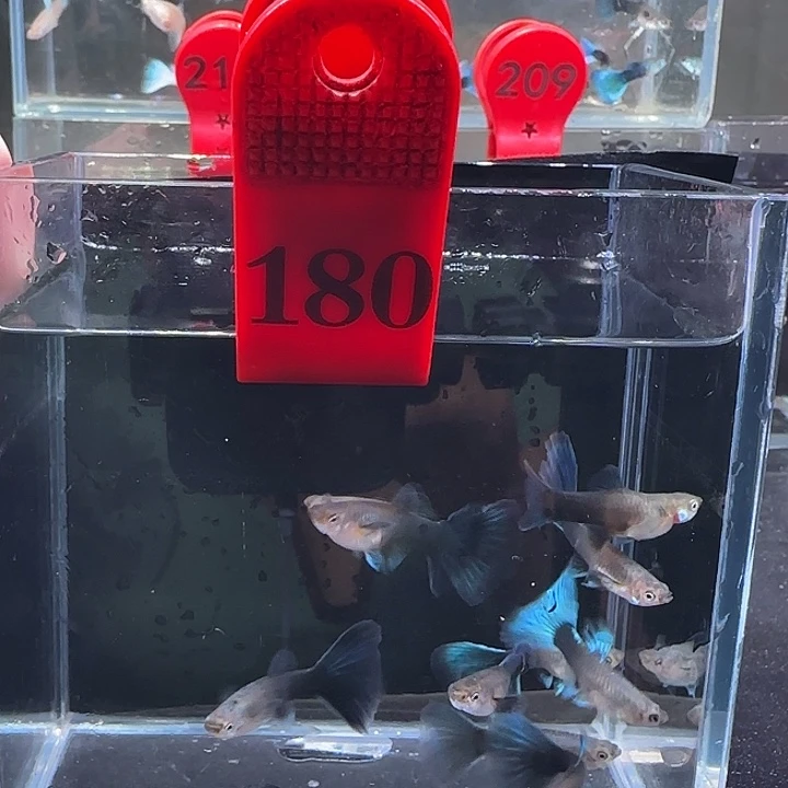 孔雀鱼180号10条全母