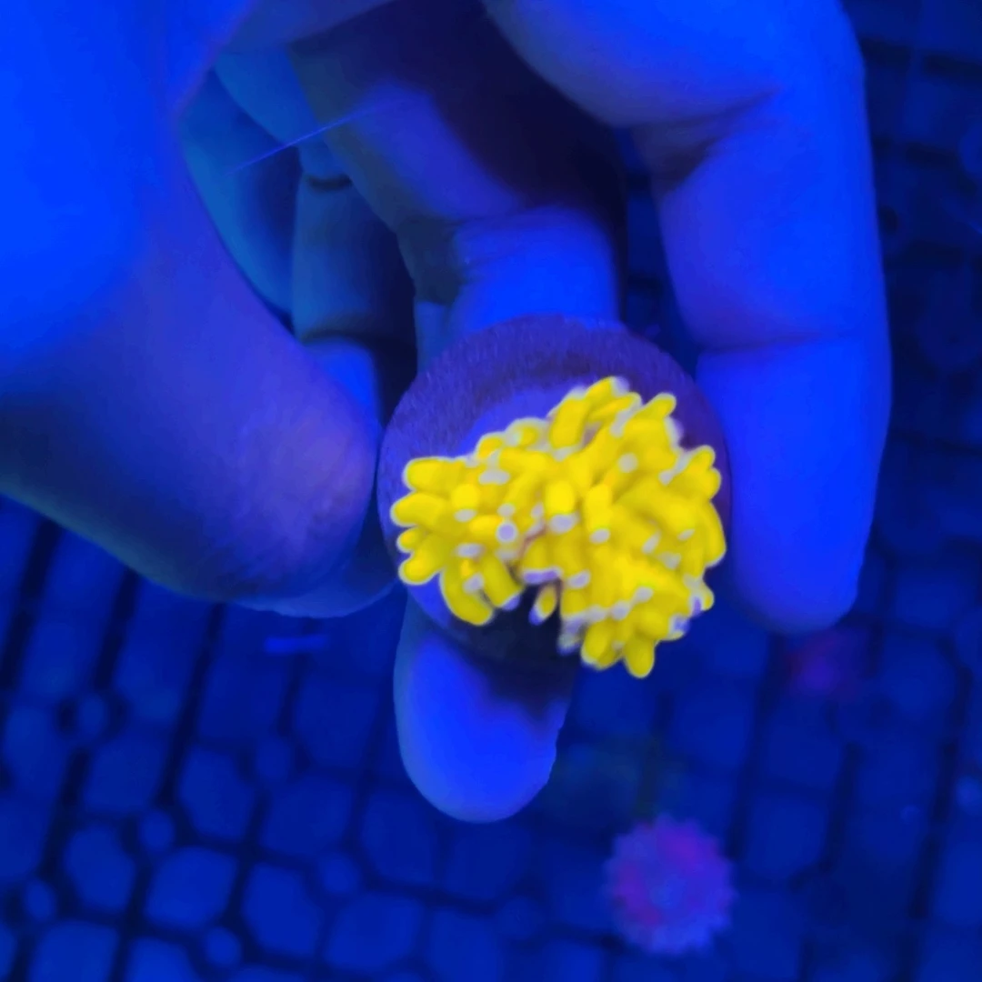 呵***呵纽扣珊瑚苏拉威西蛋黄金
