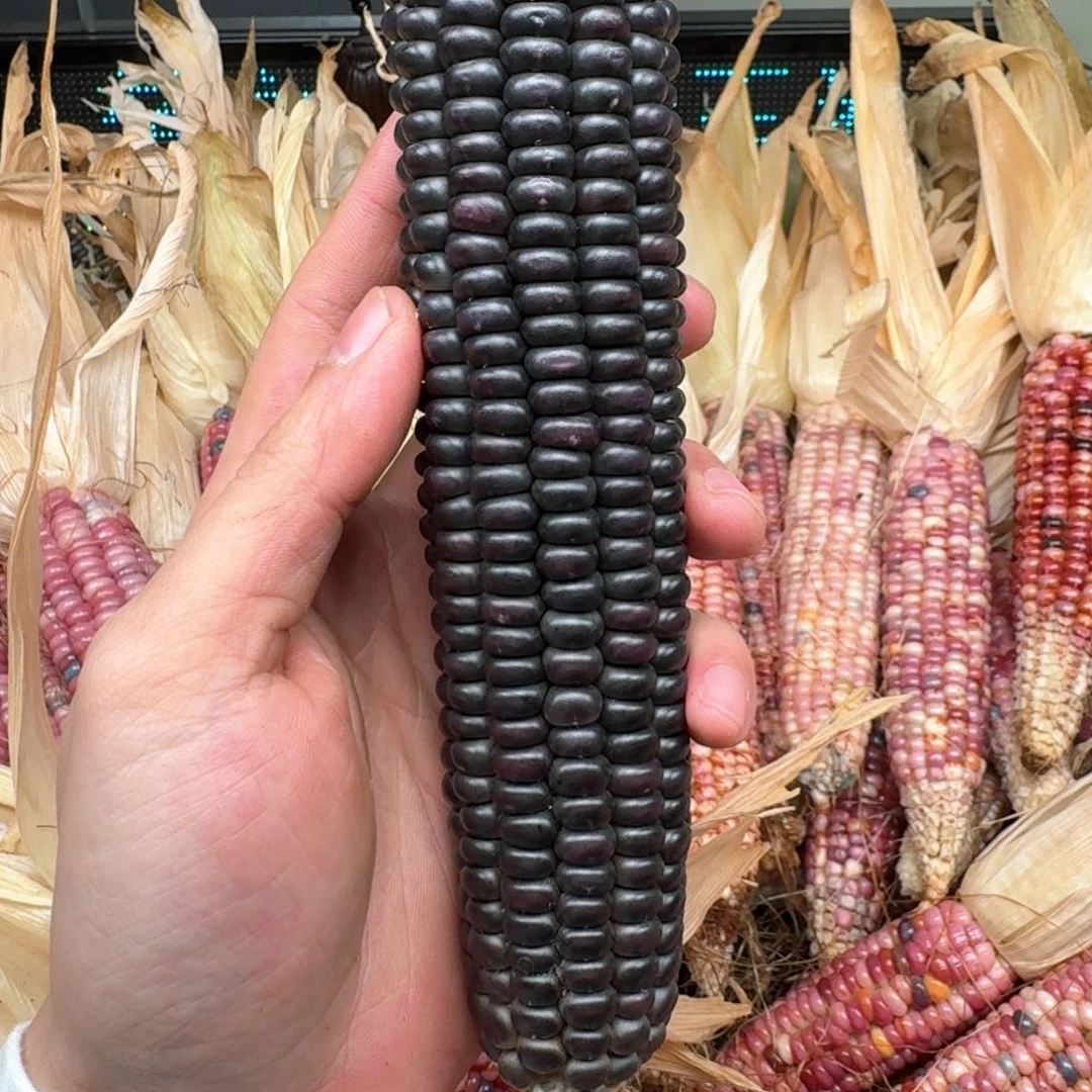 柏香籽/百香籽吊坠七***时