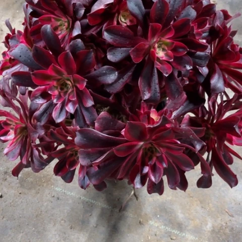 萱***多肉植物美杜莎锦。