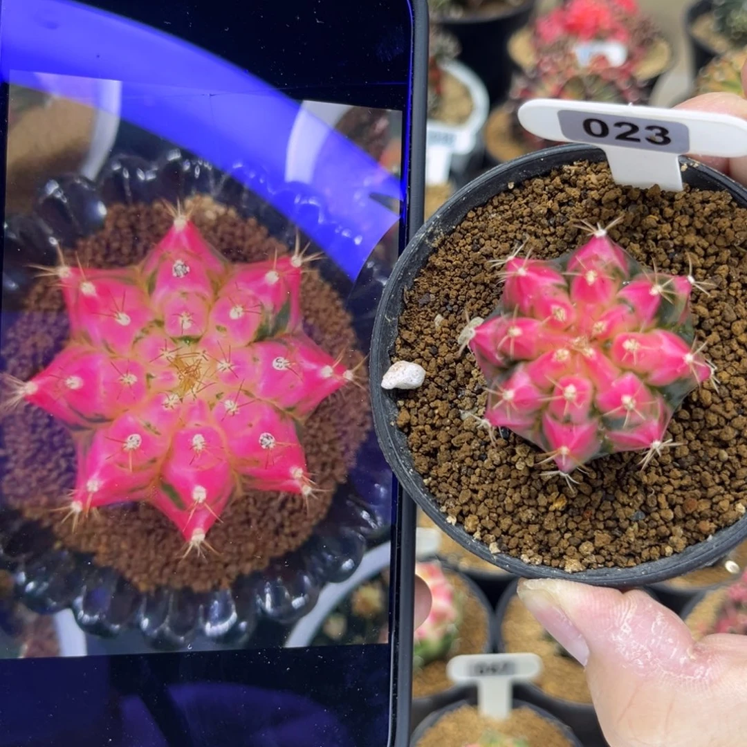 哈娜——————//———————-
