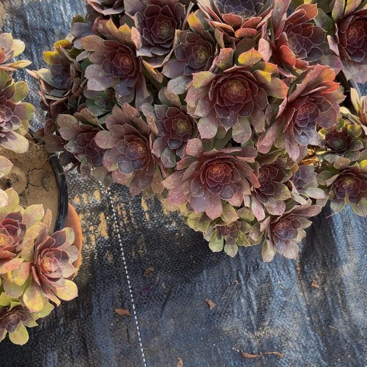 177多肉植物一物一拍