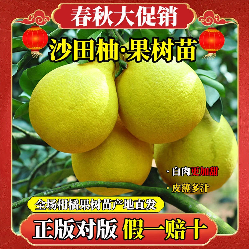 【容县沙田柚】广西产区发货柚子树纯甜大果盆栽地栽阳台庭院种植