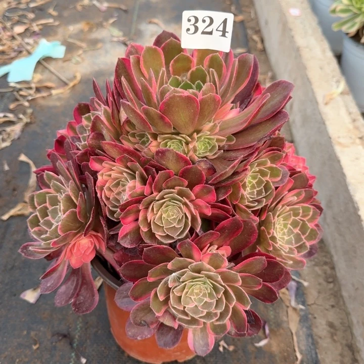 黑魔锦法师一颗324