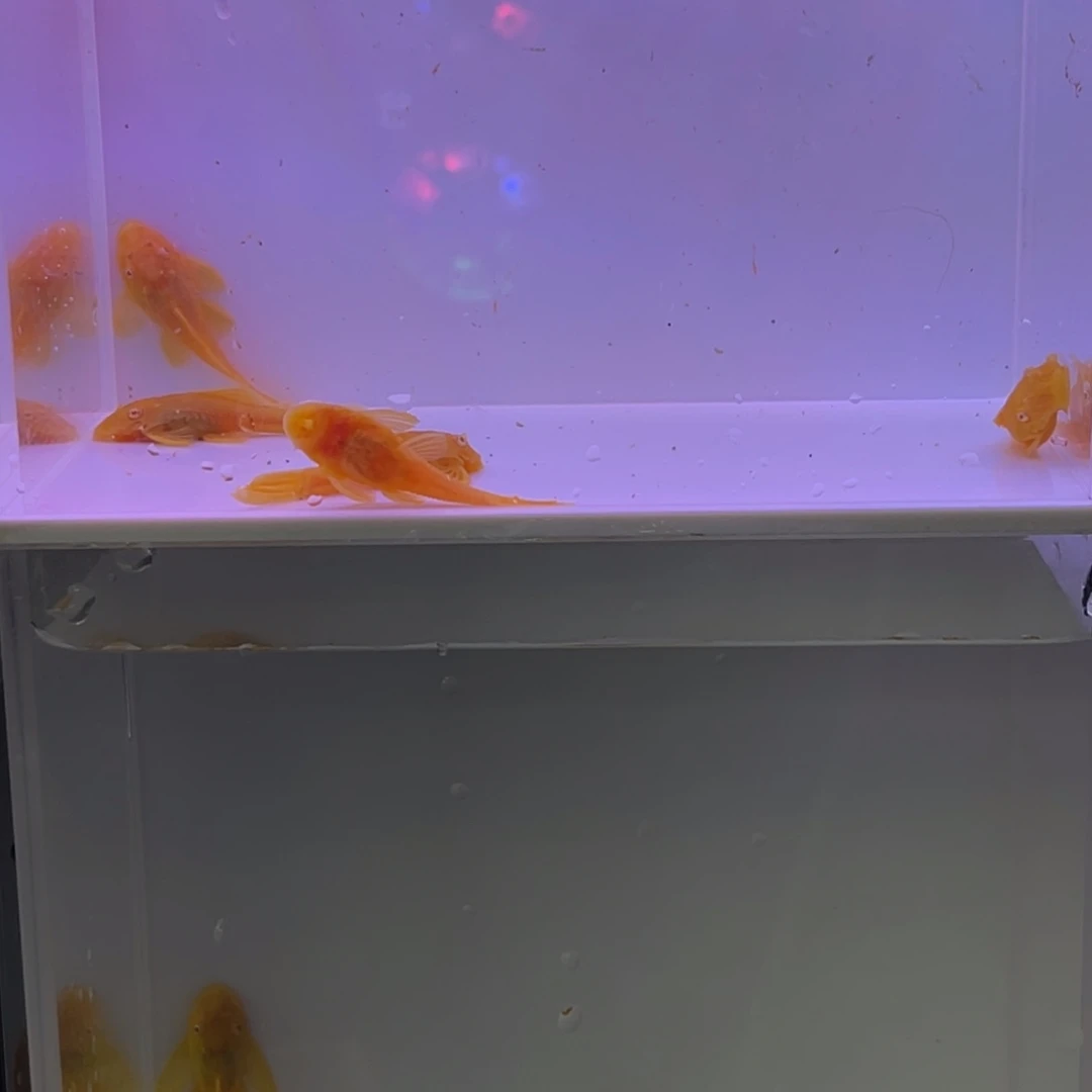 孔雀鱼黄金胡子工具鱼