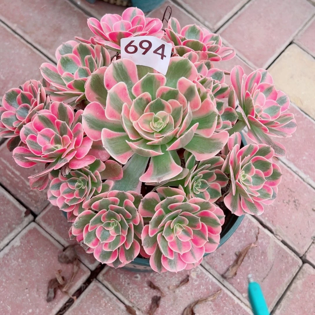 694粉女巫法师多肉植物