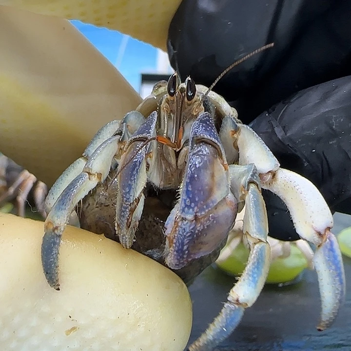 A31紫陆豆1.5cm口径