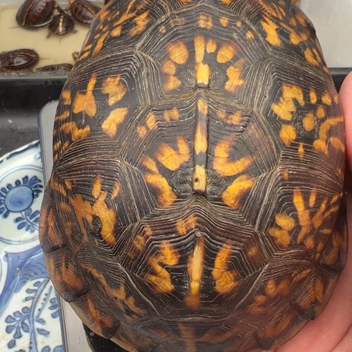 @***杰绿毛龟母进不去的人都会