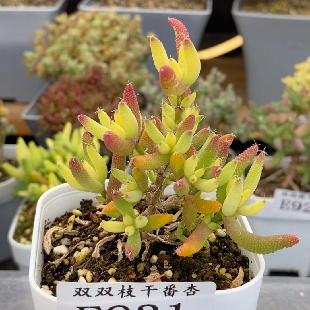 931玉米锦。
