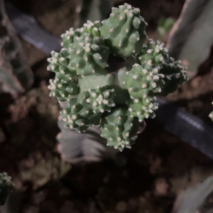 ****喂完全开放嫁接紫色花桃太郎10棵