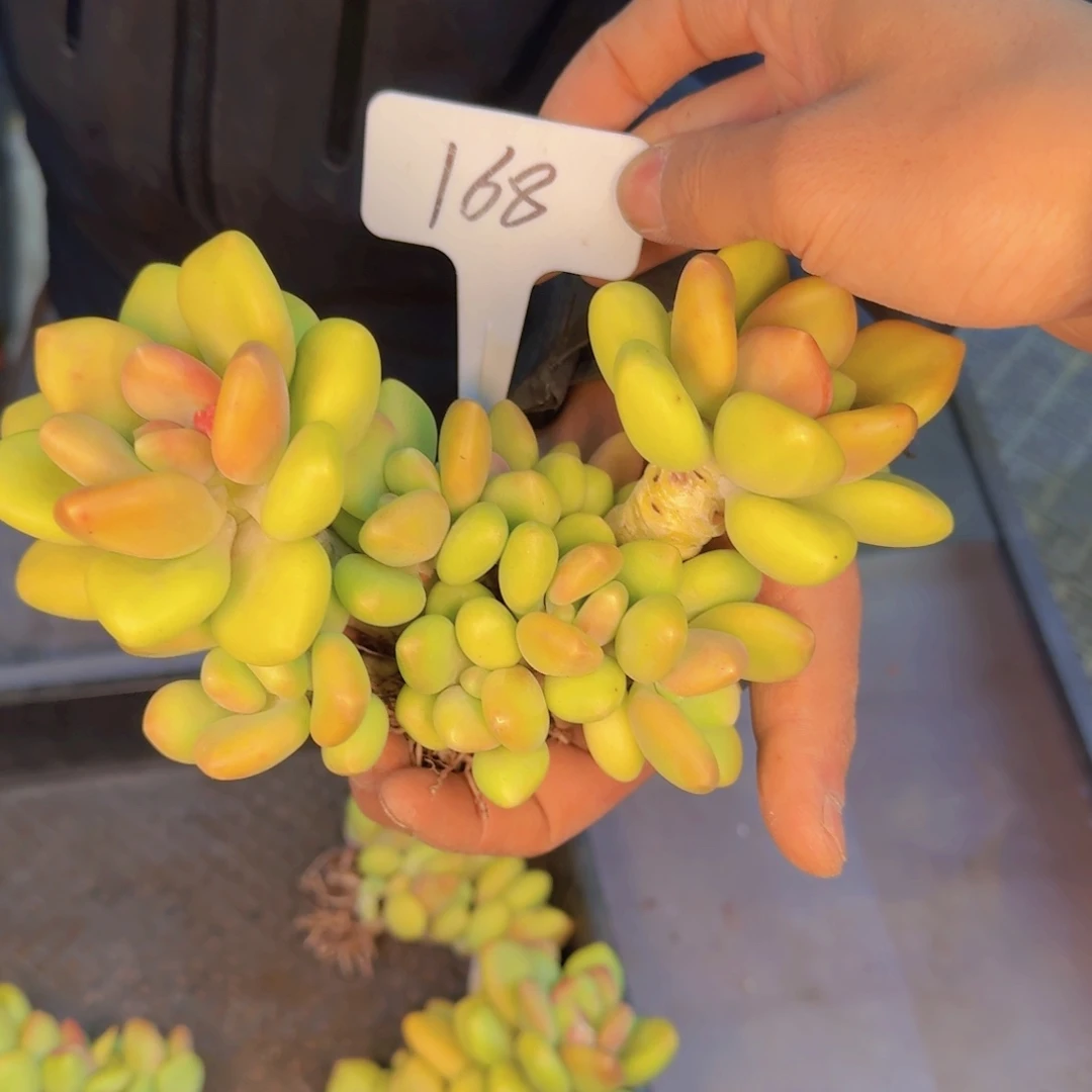 多肉植物的生长发育与