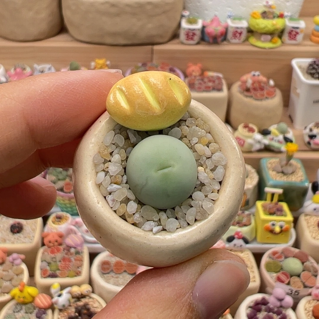 多肉植物209号拇指盆